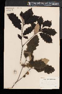 Quercus prinoides image