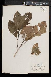 Quercus prinoides image