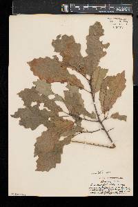 Quercus prinoides image