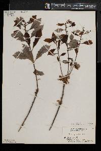 Quercus prinoides image