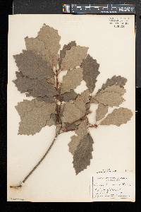 Quercus prinoides image