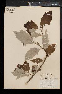 Quercus prinoides image