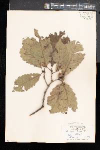 Quercus montana image