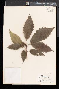 Quercus montana image