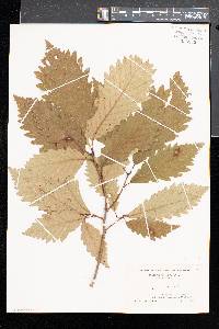 Quercus montana image