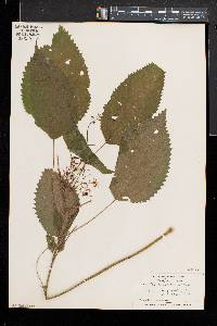 Laportea canadensis image