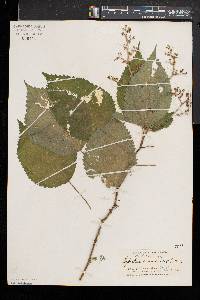 Laportea canadensis image