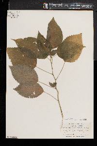 Laportea canadensis image