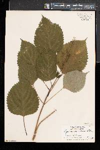 Laportea canadensis image