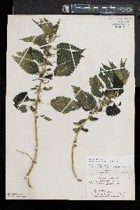 Urtica gracilis image