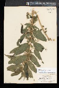 Urtica gracilis image