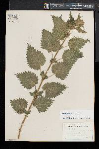 Urtica dioica subsp. dioica image