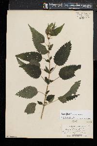 Urtica gracilis image