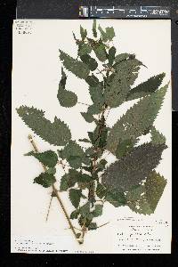 Urtica gracilis image