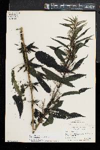 Urtica gracilis image