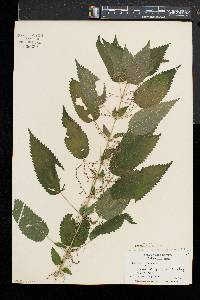 Urtica gracilis image