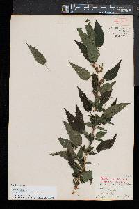 Urtica gracilis image