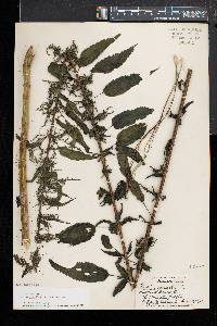 Urtica gracilis image