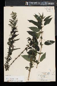 Urtica gracilis image