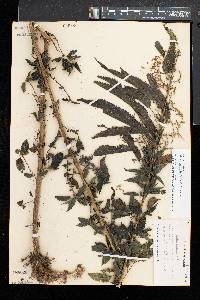 Urtica gracilis image