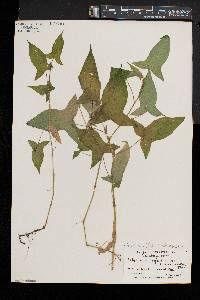 Persicaria arifolia image