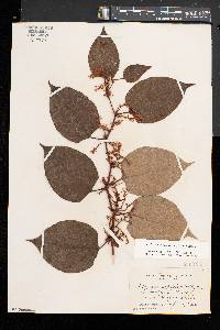 Reynoutria japonica image