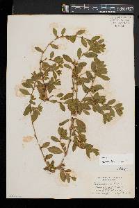 Polygonum erectum image