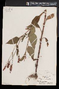 Persicaria orientalis image