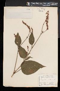 Persicaria orientalis image