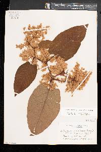 Fallopia sachalinensis image