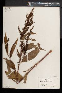 Rumex altissimus image