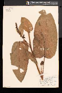 Rumex obtusifolius image