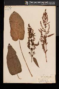 Rumex obtusifolius image