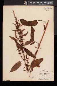 Rumex obtusifolius image