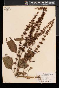 Rumex obtusifolius image