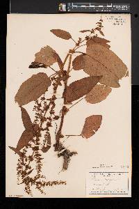 Rumex obtusifolius image