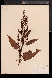 Rumex obtusifolius image