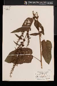 Rumex obtusifolius image