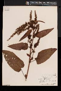 Rumex obtusifolius image