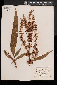 Rumex verticillatus image