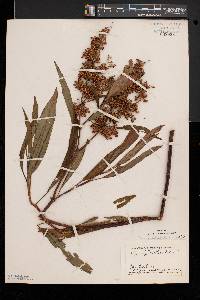 Rumex verticillatus image