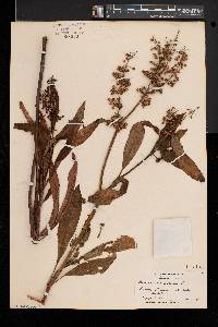 Rumex verticillatus image