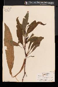 Rumex verticillatus image