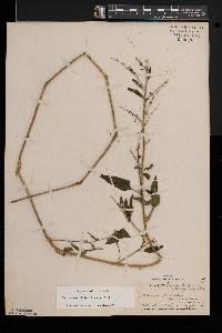 Atriplex prostrata image