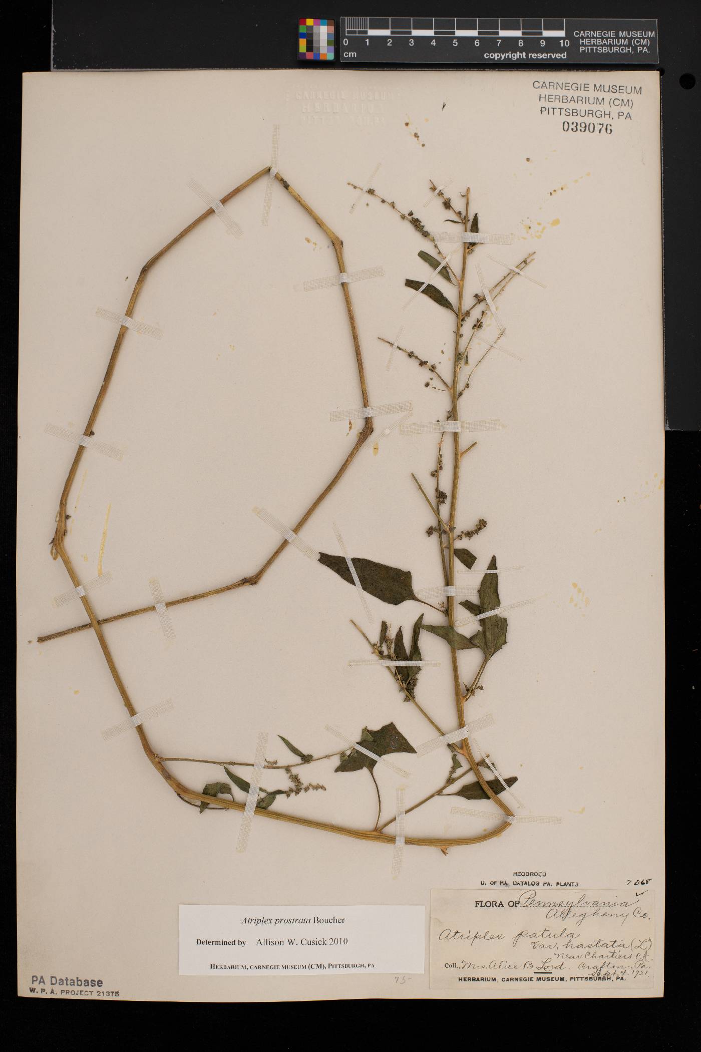 Atriplex prostrata image