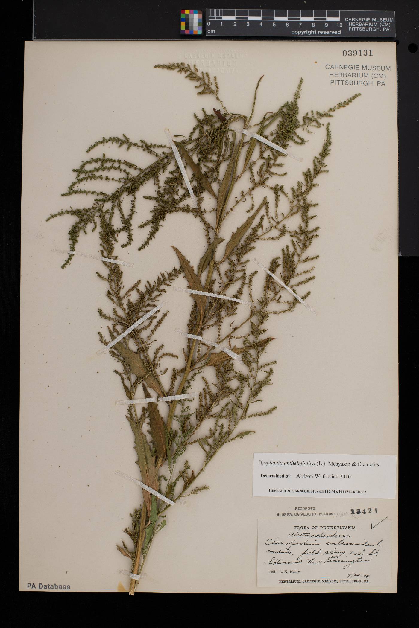 Dysphania anthelmintica image