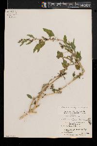 Chenopodium berlandieri image