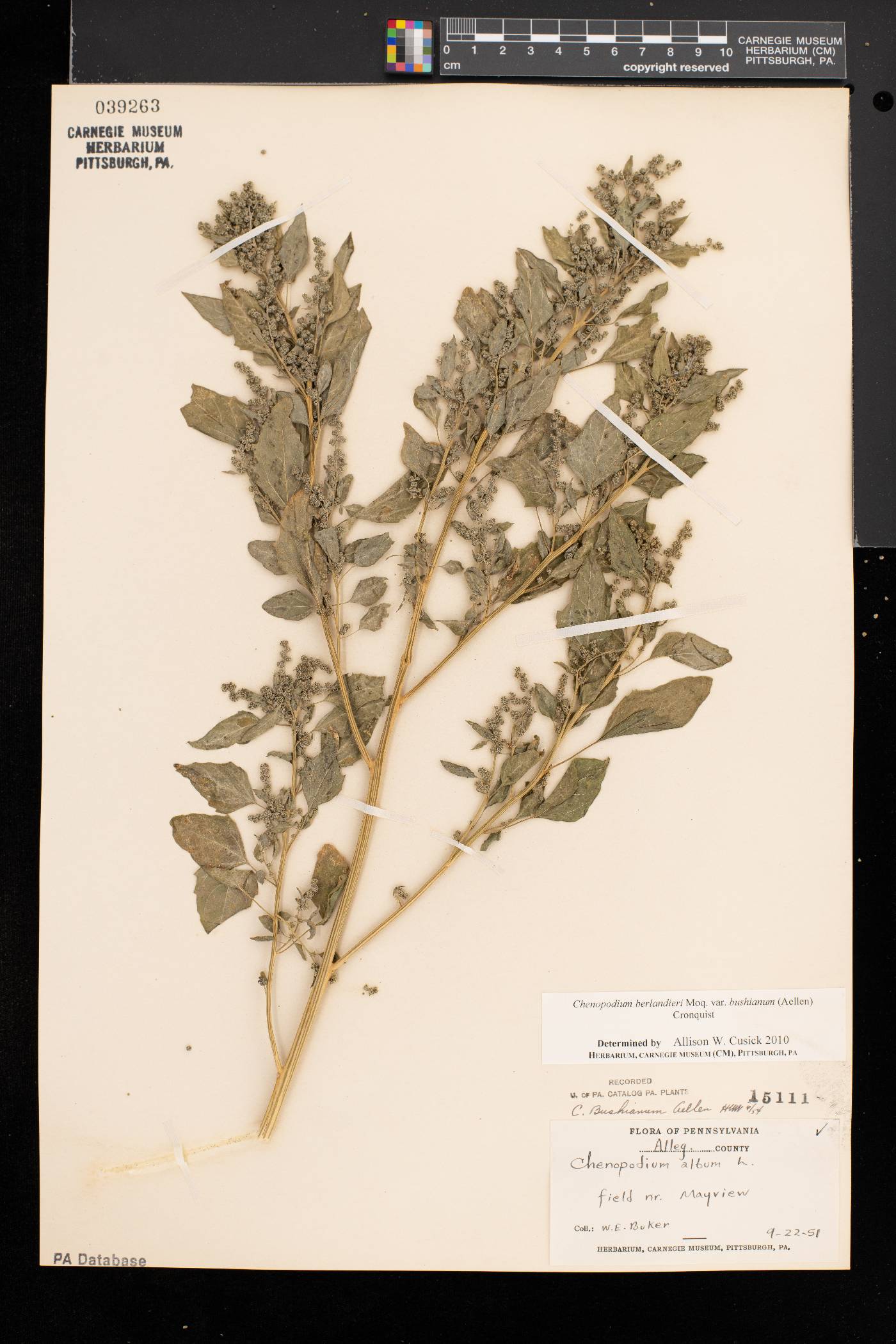 Chenopodium berlandieri var. bushianum image