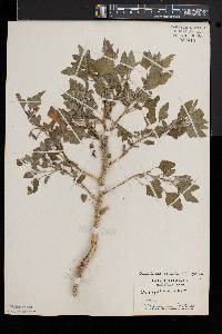 Chenopodium album var. missouriense image