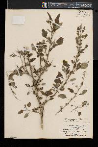 Chenopodium album var. missouriense image